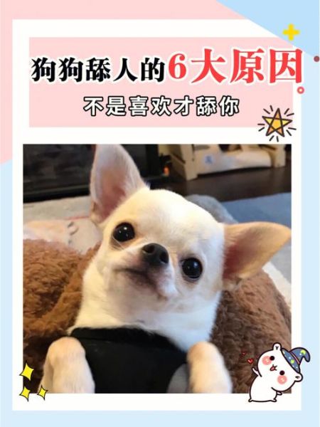 为什么狗狗喜欢舔人( 它会用舔舐表达什么情感)