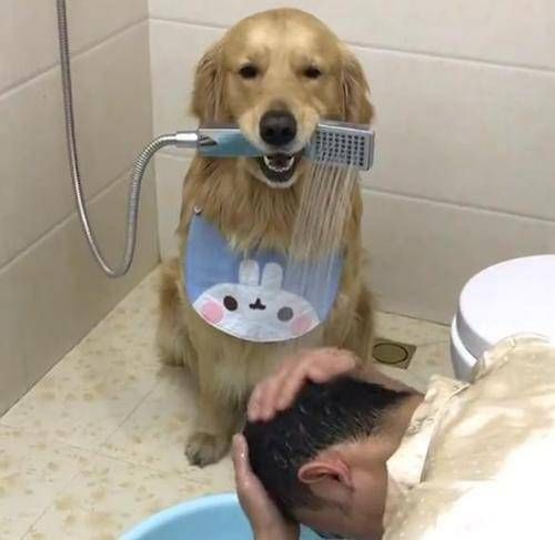 为什么狗能干人(它们真的懂我们的意思吗)