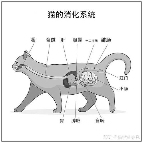 为什么猫咪感受不到甜味( 它们的基因里藏着什么秘密)