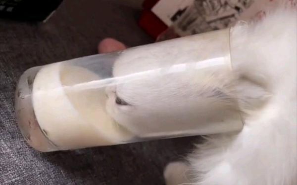 为什么猫咪能像液体(难道这就是它们像液体一样的原因吗)