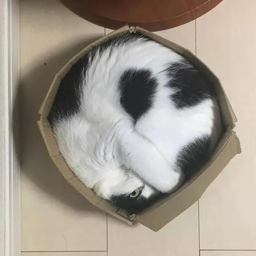 为什么猫咪能像液体一样缩在盒子里(它们真的没有骨头吗)