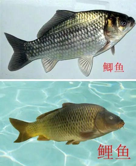 为什么鱼的身上会有粘液( 那为什么鱼要分泌黏液呢)
