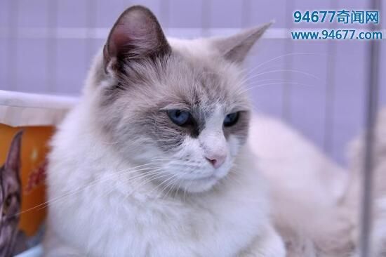 乌克兰巨猫angie(为什么网上没有更多关于它的信息)