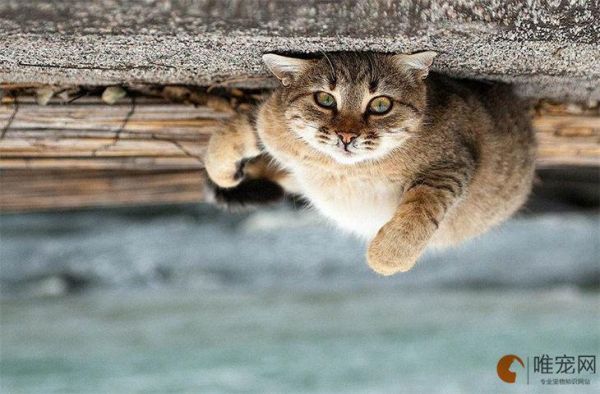 乌克兰巨猫angie(为什么网上没有更多关于它的信息)