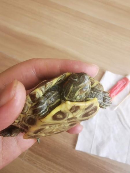 乌龟不吃东西(还是它不喜欢吃的食物)