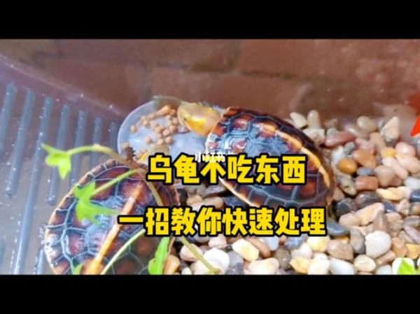 乌龟不吃食怎么办(是不是生病了)