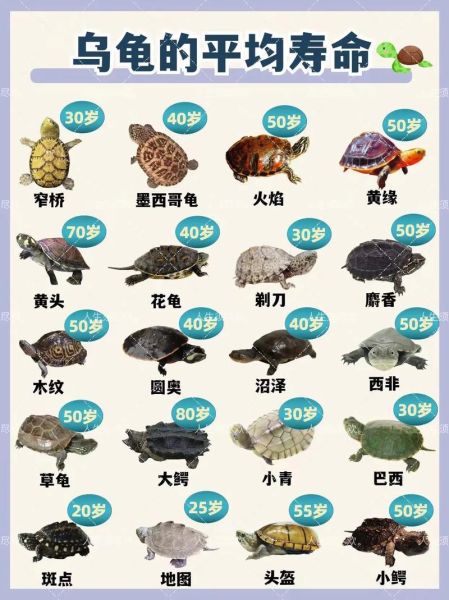 乌龟为什么能活那么久(是慢生活的原因吗)