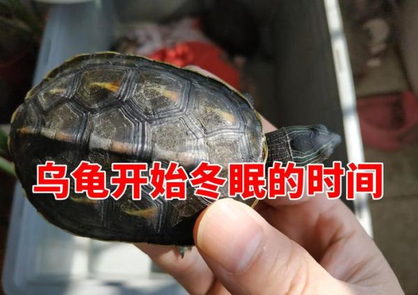 乌龟什么时候冬眠( 乌龟冬眠要不要放在水里)