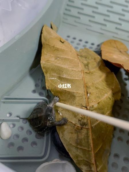 乌龟什么时候冬眠( 乌龟冬眠要不要放在水里)