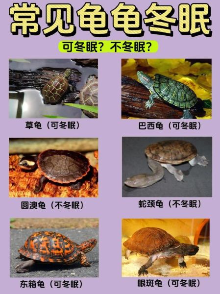 乌龟什么时候开始冬眠( 现在是不是该准备冬眠了)