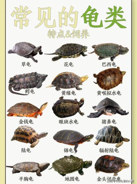 乌龟养殖(怎样才能把龟龟养得棒棒哒)