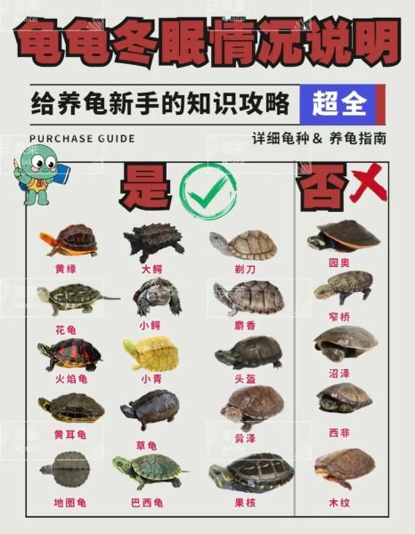 乌龟冬眠到几月份结束(还是需要适应一下)