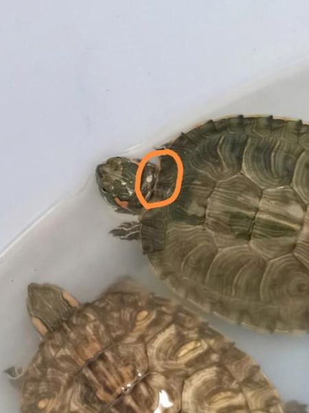 乌龟四肢无力(还是胰脏在闹脾气)