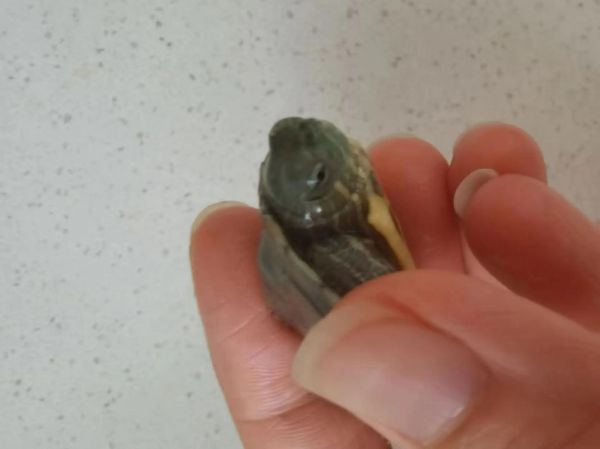 乌龟得了白眼病(到底该用眼药水还是眼药膏)