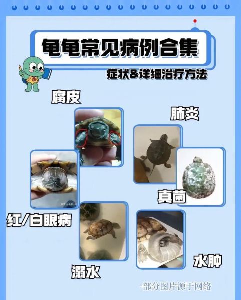 乌龟怎么养( 乌龟吃什么才不会生病)