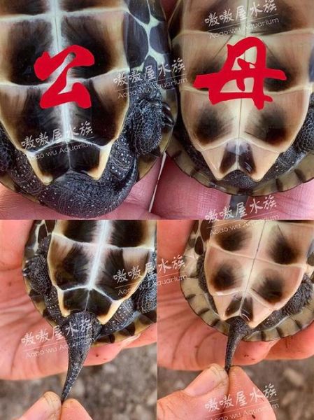 乌龟怎么分公母(看尾巴就行吗)
