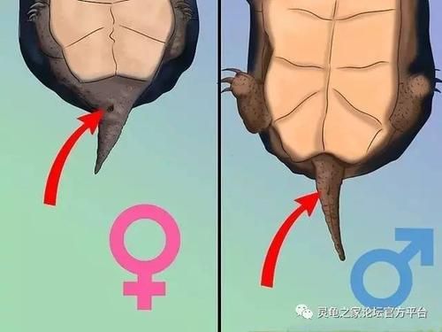 乌龟怎么分公母(看尾巴就行吗)