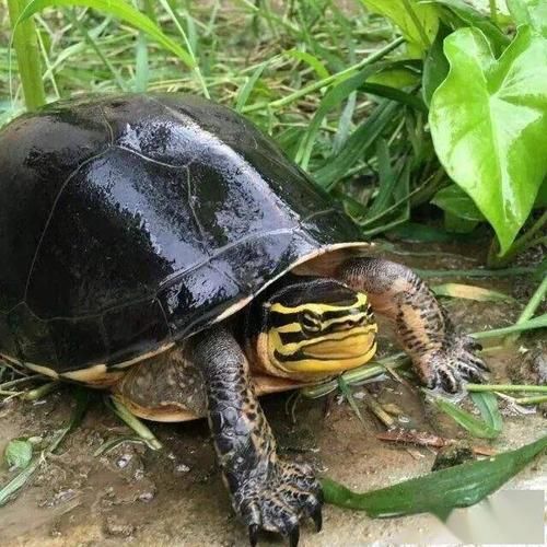 乌龟暴毙(你真的了解吗)