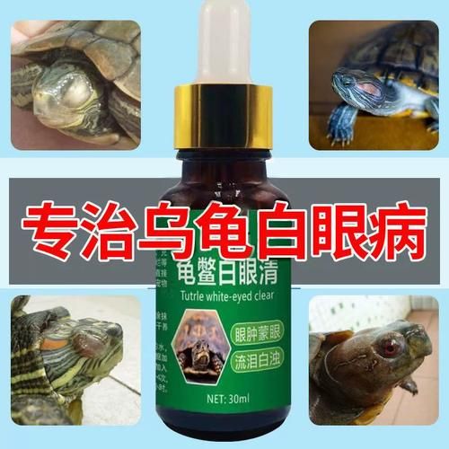 乌龟白眼病怎么治疗( 如何才能彻底根治)