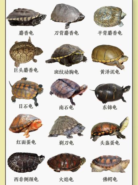 乌龟的生活习性( 它们寿命有多长呢)