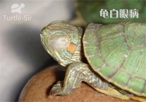 乌龟的白眼病(夏天也会得吗)
