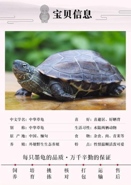 乌龟的种类(哪些可以随便养)