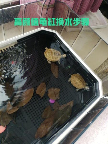乌龟的饲养(水多久换一次才合适)
