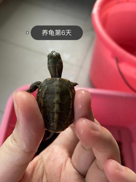 乌龟的饲养(水多久换一次才合适)