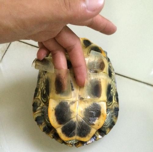乌龟脱壳(要帮它清理掉旧壳吗)