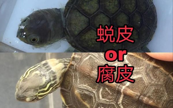 乌龟脱壳(要帮它清理掉旧壳吗)