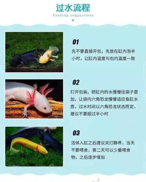 九角龙鱼(它和六角恐龙鱼有什么区别)