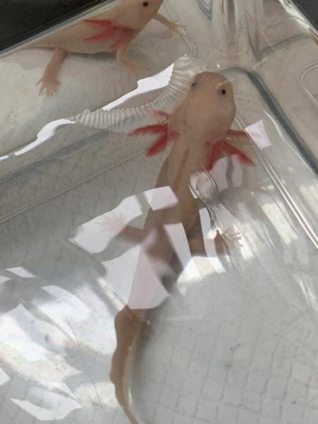九角龙鱼(它和六角恐龙鱼有什么区别)