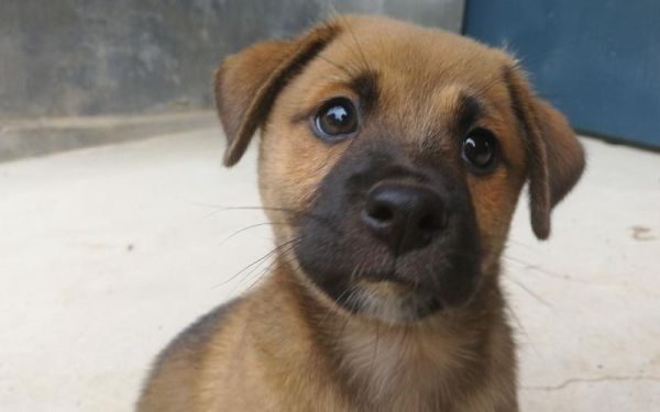 买什么狗好(到底买中华田园犬好还是买泰迪好)