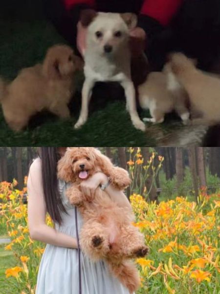 买什么狗好(到底买中华田园犬好还是买泰迪好)