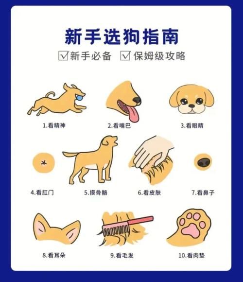 买狗(到底该怎么选)