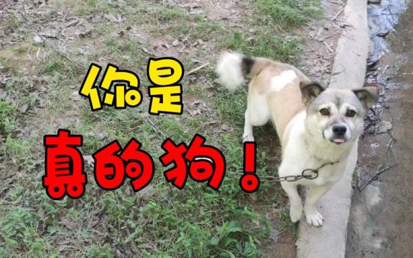 买狗网(买狗网保障你的权益)