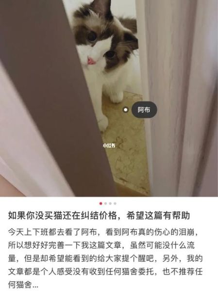 买猫(是图便宜还是图健康)