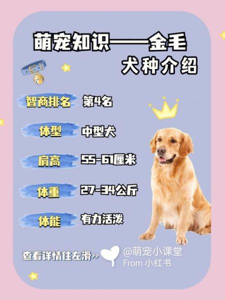 买金毛(怎么才能挑到一只好苗子)