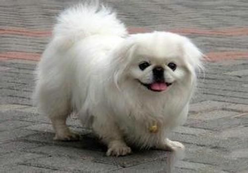 京巴犬(还有什么值得你养它)