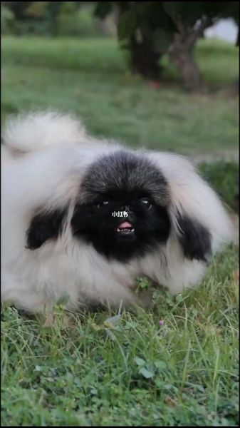 京巴狗(为何现在不常见了)