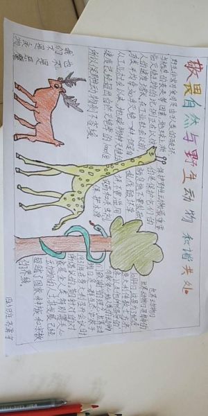 人与动物和谐相处的故事(如何才能和谐相处)