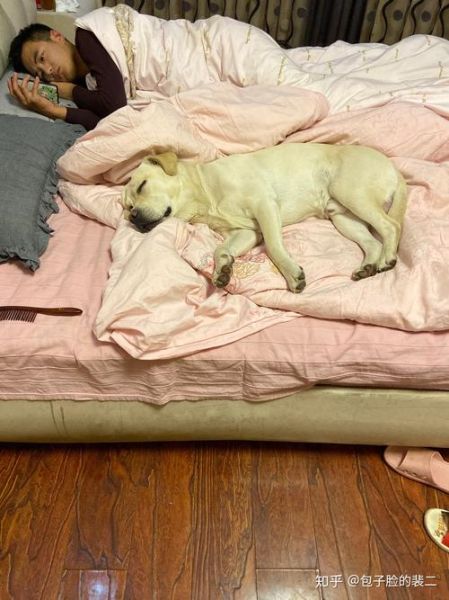 人与狗狗可以同睡吗(真的会影响睡眠吗)