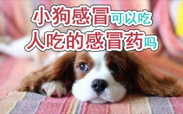 人吃的药狗能吃吗( 会不会对它造成伤害)
