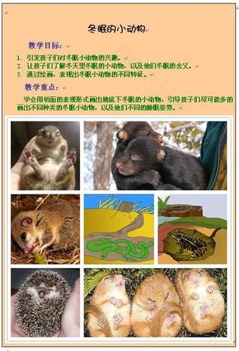 什么动物冬眠(它们怎么抵抗寒冷)