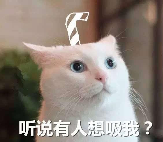 什么是吸猫( 到底什么是吸猫)