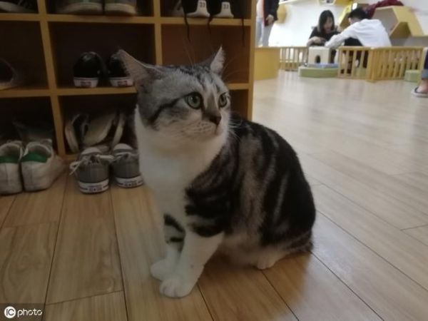 什么是吸猫( 到底什么是吸猫)