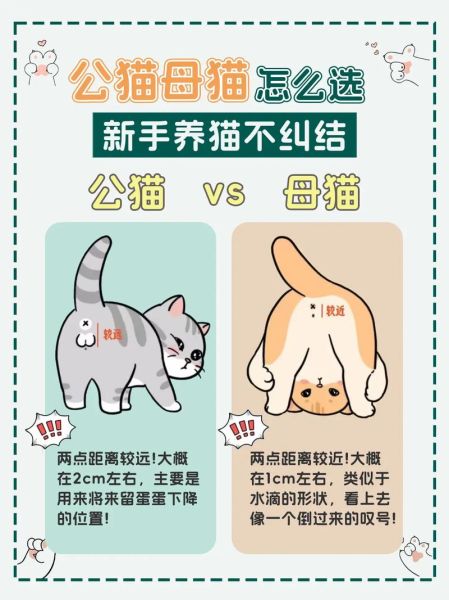 什么母动物最适合男生(公猫好还是母猫好)