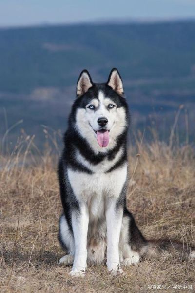 什么狗最好养(哪种狗最适合家养)