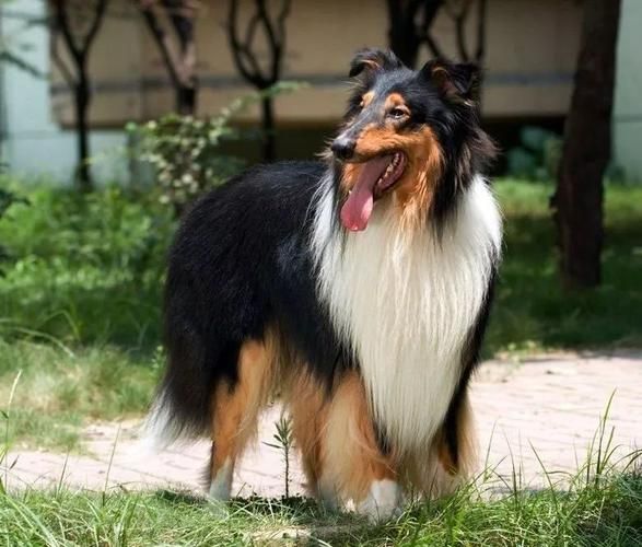 什么狗最好养(哪种狗最适合家养)