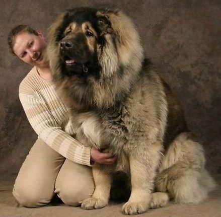 什么狗能咬死藏獒(高加索犬真的比藏獒强吗)